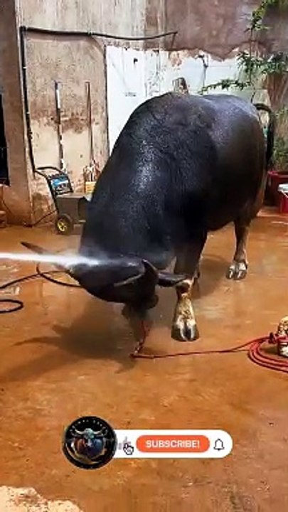Cow Taking Bath