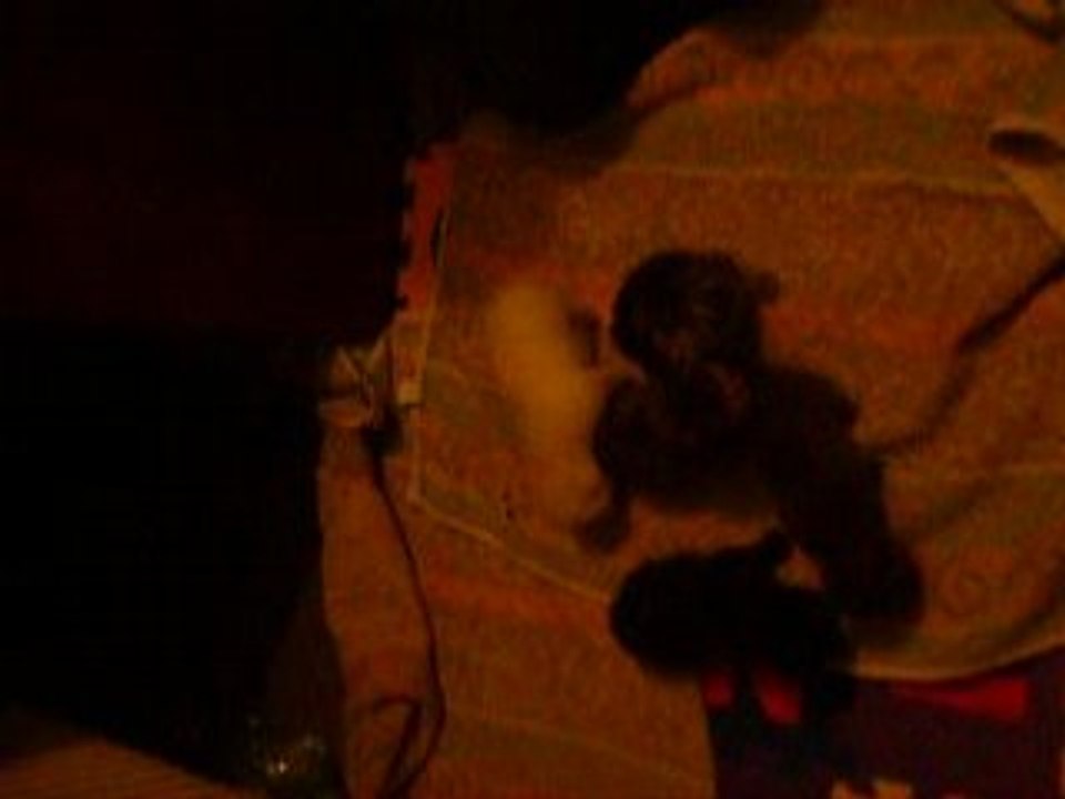 les petits chats3