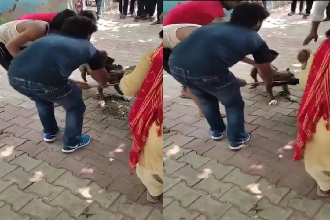 Video News: एक बार फिर खूंखार पिटबुल  हमला,  15...