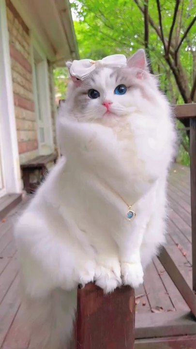 princess 