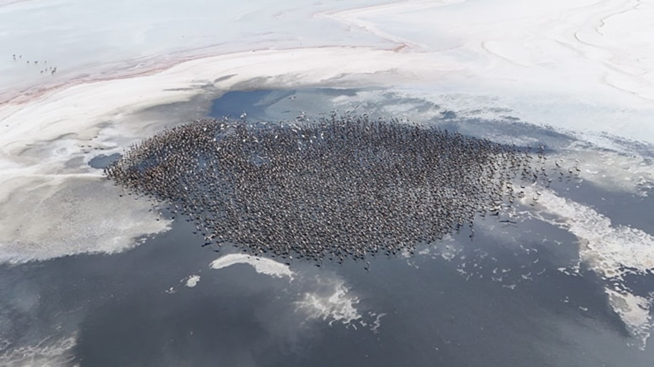 Binlerce flamingo Tuz Gölü'nde dünyaya gözlerini açtı