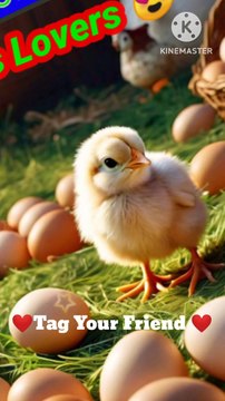 Chicks #trending #birds #chicks #shortvideos #viral #cute #chickes #chick #viralvideos
