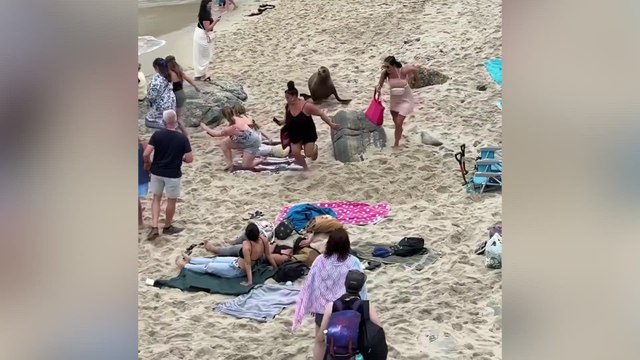 Sea lion stampede at San Diego cove sparks renewed calls to close beach access