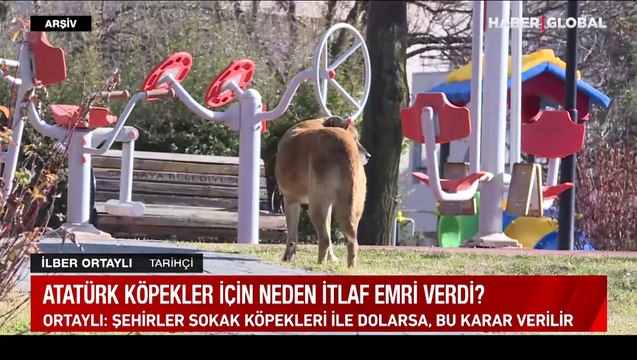 Atatürk sokak köpeği sorununu nasıl çözdü? Ortaylı: şehirler sokak köpekleri ile dolarsa, bu karar verilir