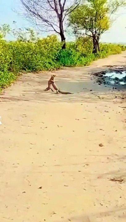 Funny video