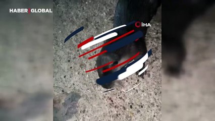 Pendik'te renkli görüntüler: Su samurunu elleriyle besledi