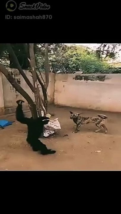 Funny video