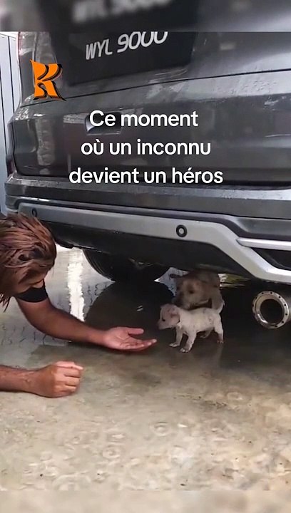 Un homme sauve une mere et son chiot de la noyade