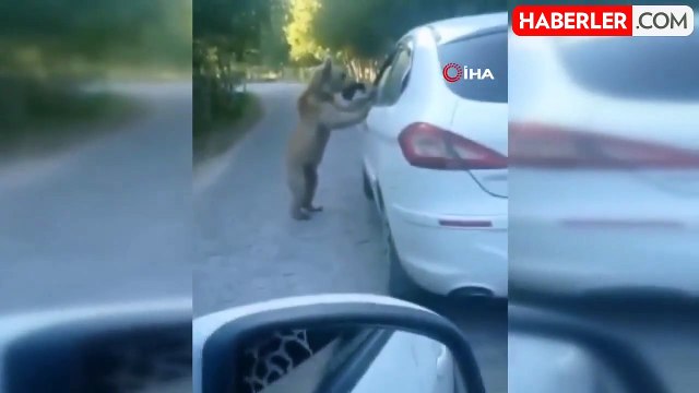 Araç sürücüsü ayı saldırısından kıl payı böyle kurtuldu