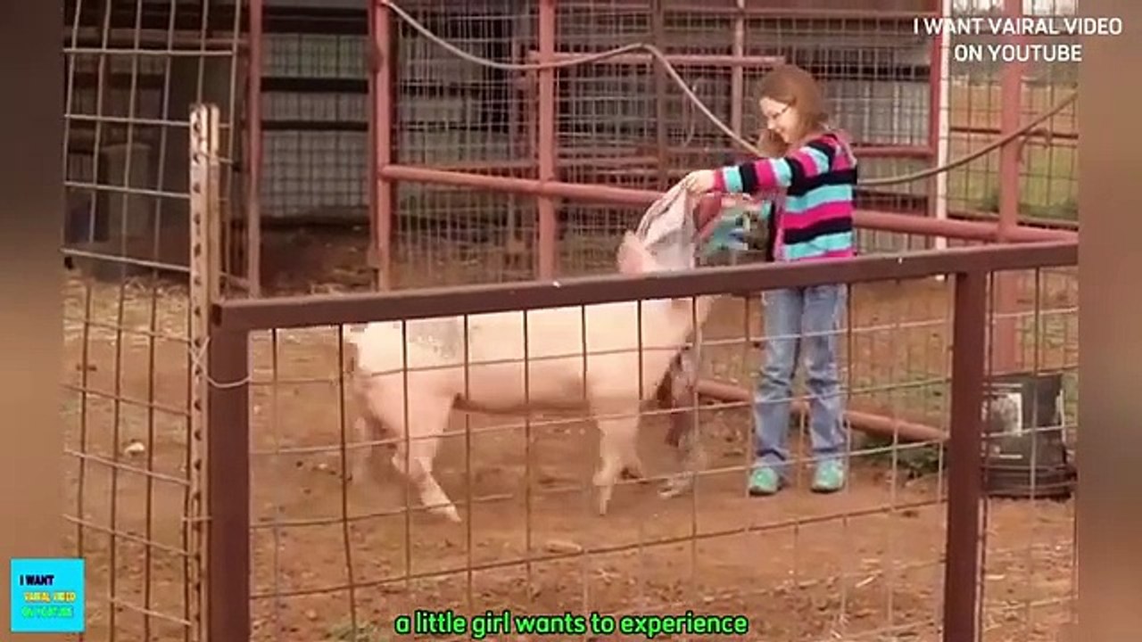 Funniest Animals  New Funny Cats and Dogs Videos