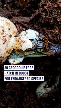 60 crocodile eggs hatch in boost for endangered species