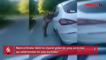 Araç sürücüsü, ayı saldırısından kıl payı kurtuldu