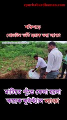 শক্তিগড়ে গোডাউন ভর্তি ছত্রাক ভরা ল্যাংচা, মাটিতে পুঁতে ফেলা হলো কয়েক কুইন্টাল ল্যাংচা। - ০১