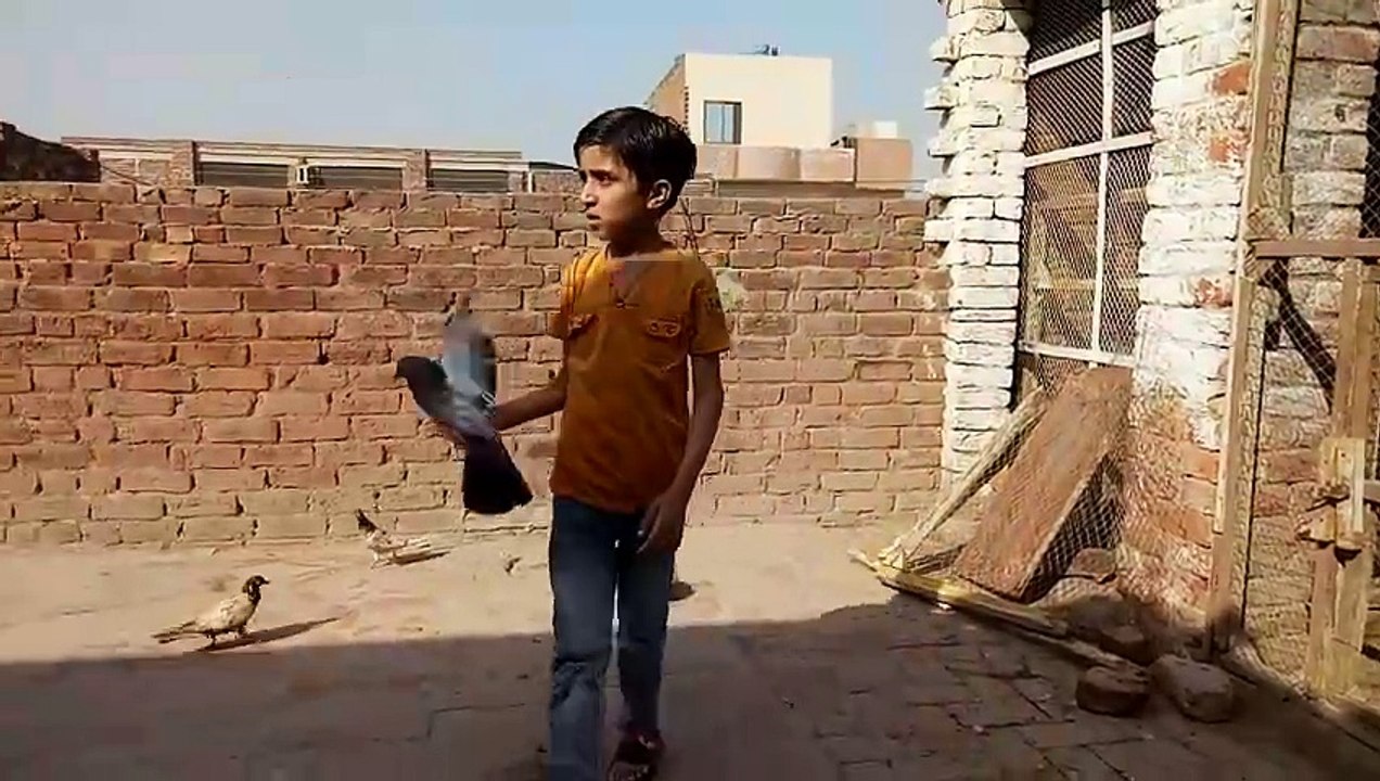 Birds by Rehman part 4