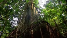 Amazon Planet (full documentary)