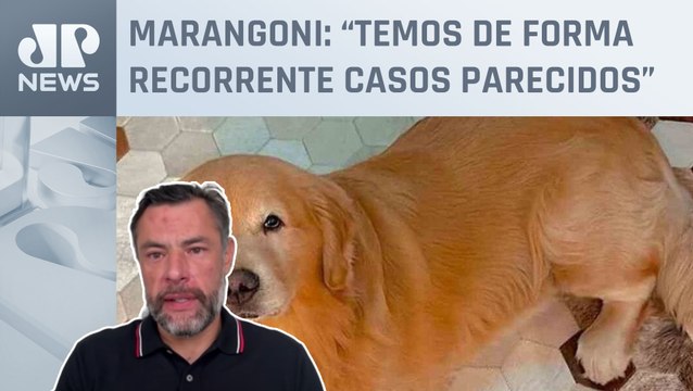 Caso Joca: Comissão criará regras para transporte aéreo de animais; deputado analisa