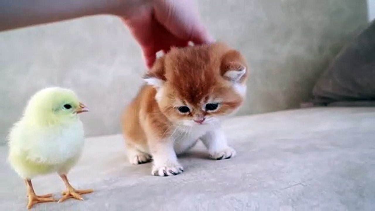 Cute Cats