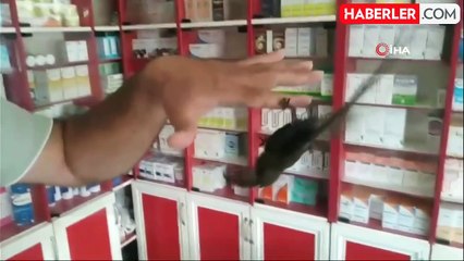 Yaralı Halde Bulunan Ebabil Kuşu Veterinerde Tedavi Ediliyor