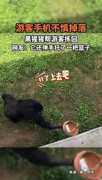 遊客手機掉落，黑猩猩幫忙撿回來。When a visitor drops a phone, a chimpanzee helps retrieve it.