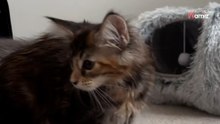 Hij besloot een Maine Coon te adopteren, maar was niet van plan om met zoveel kittens thuis te komen!