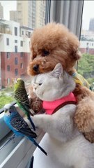 Hilarious Compilation of Cats’ Unique Personalities – From Quirky to Mysterious