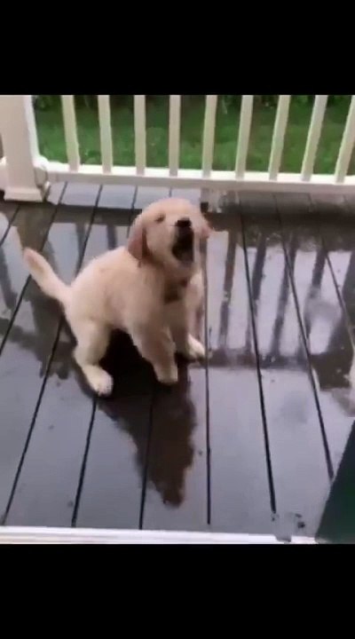 Funny dog