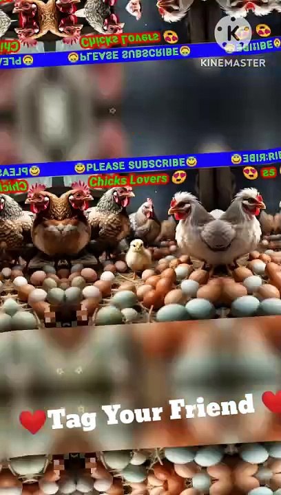 Chicks Crying  #viral #trending #chicks #birds @love