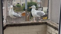 Seagull couple not being on squawking terms hints at trouble in paradise