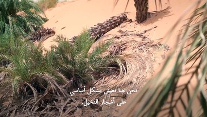 الجفاف والتصحر الناجمان عن التغير المناخي يجتاحان واحات النخيل في موريتانيا