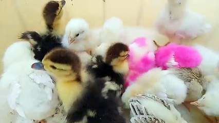 Many Colorful Chicks and Baby Ducks Sound Compilation 2024 || Chicks Cheeping sound effect || Chicks Calling their mom || chickens calling || Beautiful Baby chicks cheeping || Baby Birds singing sound effect