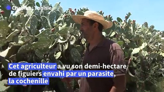 En Afrique du nord, les précieuses figues de barbarie décimées par un insecte