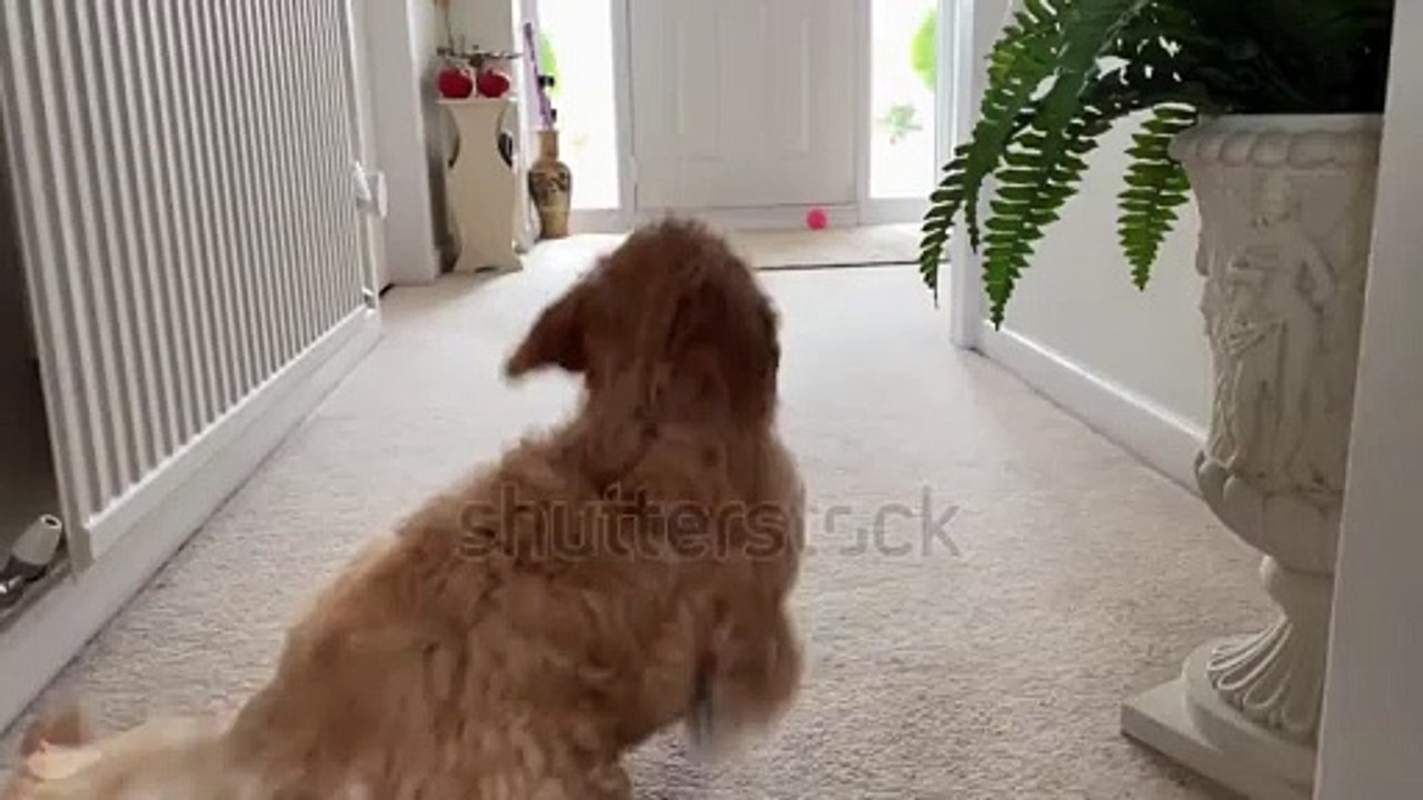 Dog running funny videos