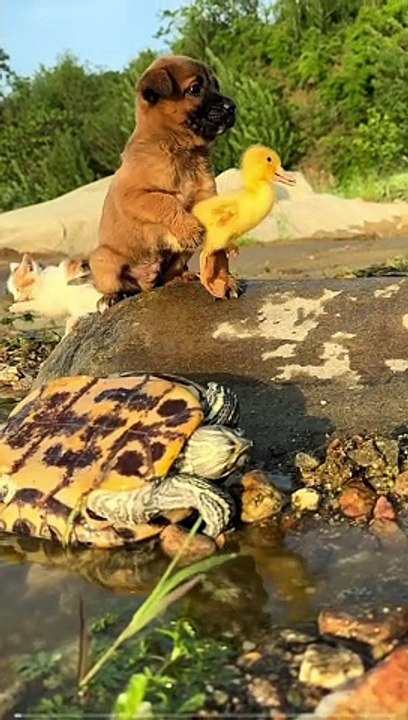 Watch the adorable moment when Golden Sun, the dog, refuses to let go of his new feathered friend!  Despite the little duck's attempts to waddle away, Golden Sun is determined to keep their playdate going!  #DogAndDuck #UnlikelyFriends #PlayfulPal