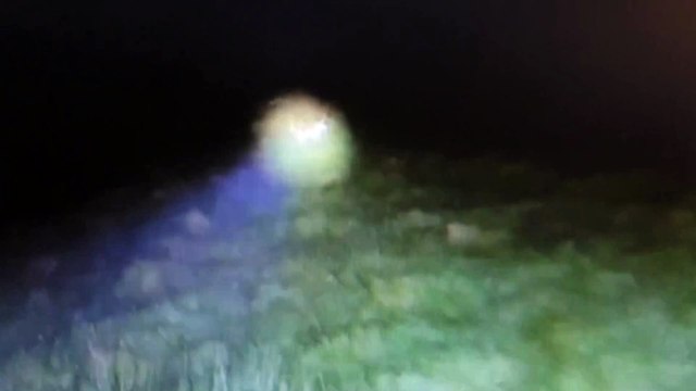 Warning - RSPCA animal cruelty report - dog attacks deer video