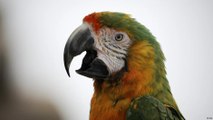 ما هو سر قدرة الببغاوات على التكلم؟
