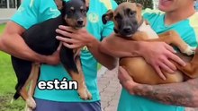 Cruz Azul y América celebran el día del perro con sus mascotas