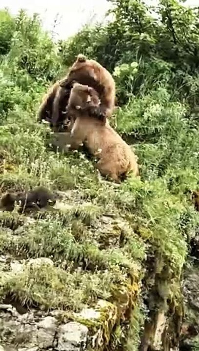 Bears fighting