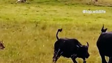 Bulls attacks on lion
