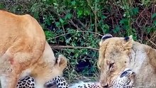 Lions attacks on leopard 