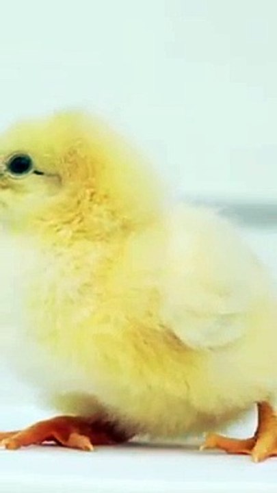 Lovely cute hen baby colurful birds