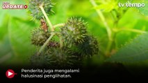 Kata Pakar soal Efek Jangka Pendek dan Panjang Kecubung