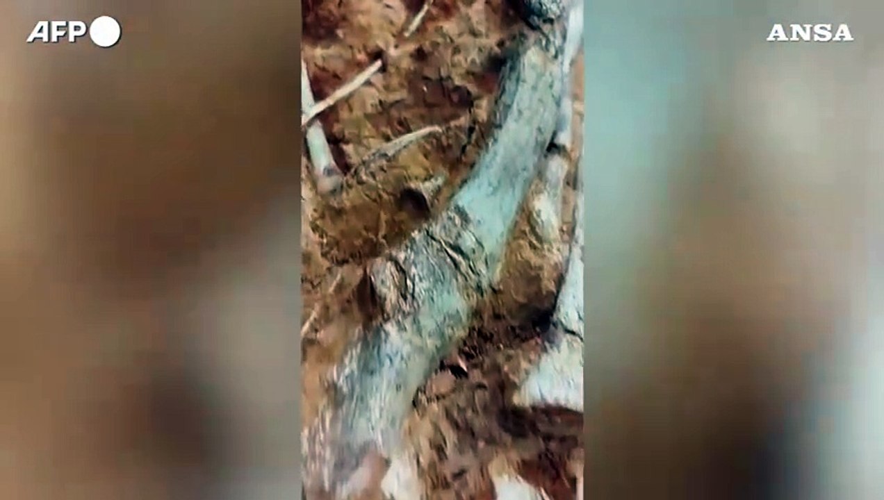 Brasile, le alluvioni portano alla luce un fossile di dinosauro