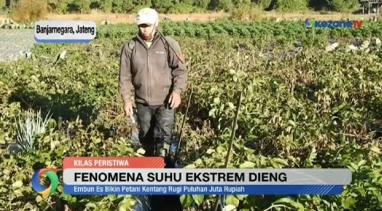 Fenomena Suhu Ekstrem Capai -1 Derajat, Banjarnegara Diselimuti Embun