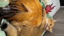 Hen's Surprise: Husband's Affair with Fatty Blundy Cat Who Wants to Be Mom