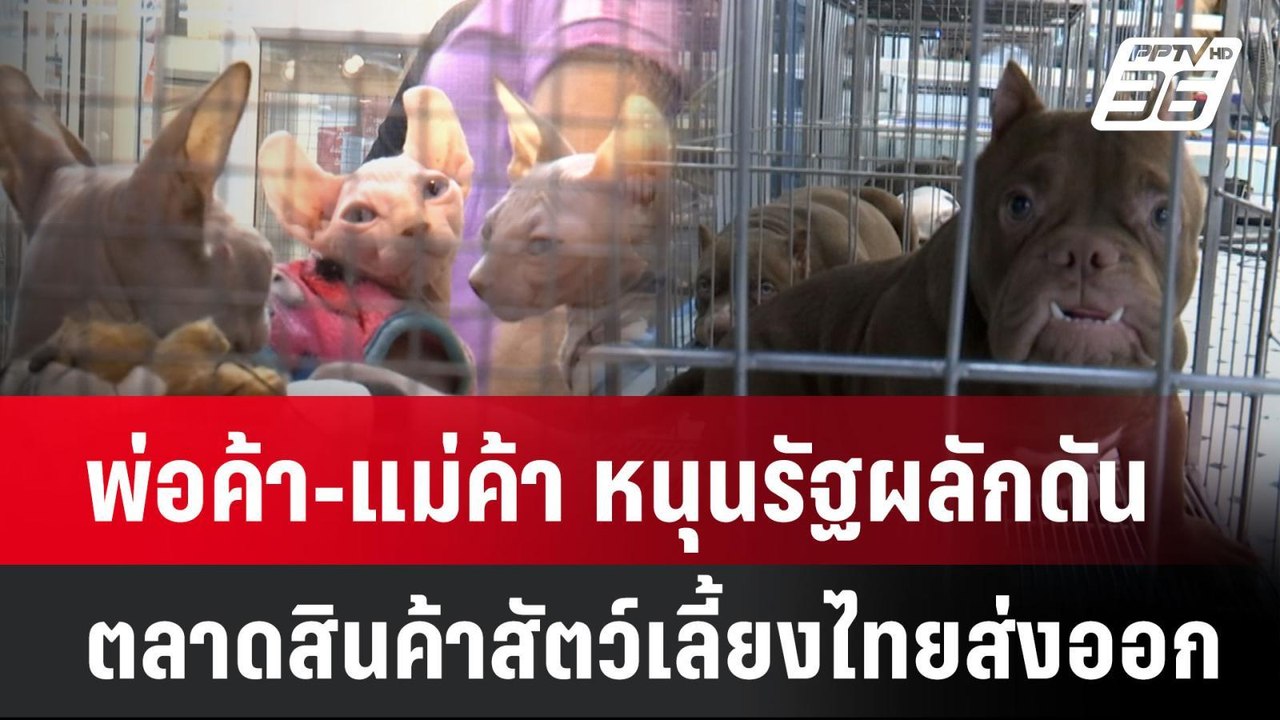 พ่อค้า-แม่ค้า  หนุนรัฐผลักดันตลาดสินค้าสัตว์เลี...
