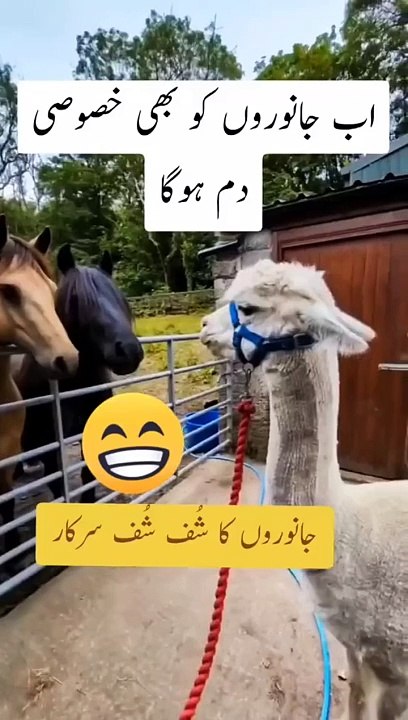Funniest Animal