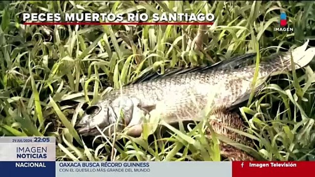 Aparecen cientos de peces muertos en el río Santiago en Juanacatlán, Jalisco