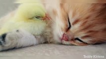 The British Shorthair Kitten Sleeps Sweetly with a Tiny Chicken, so cute