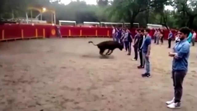A teacher shows that a bull in a square full of people does not attack anyone if it is not threatened