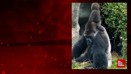 Babasının kafasında oynayan bebek goril